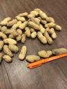 おおまさりネオ 種子　(殻付き)　150g　PVP登録品種